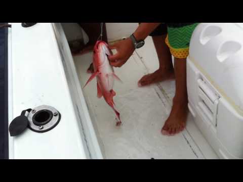 Red Snapper - Playa Garza, Costa Rica