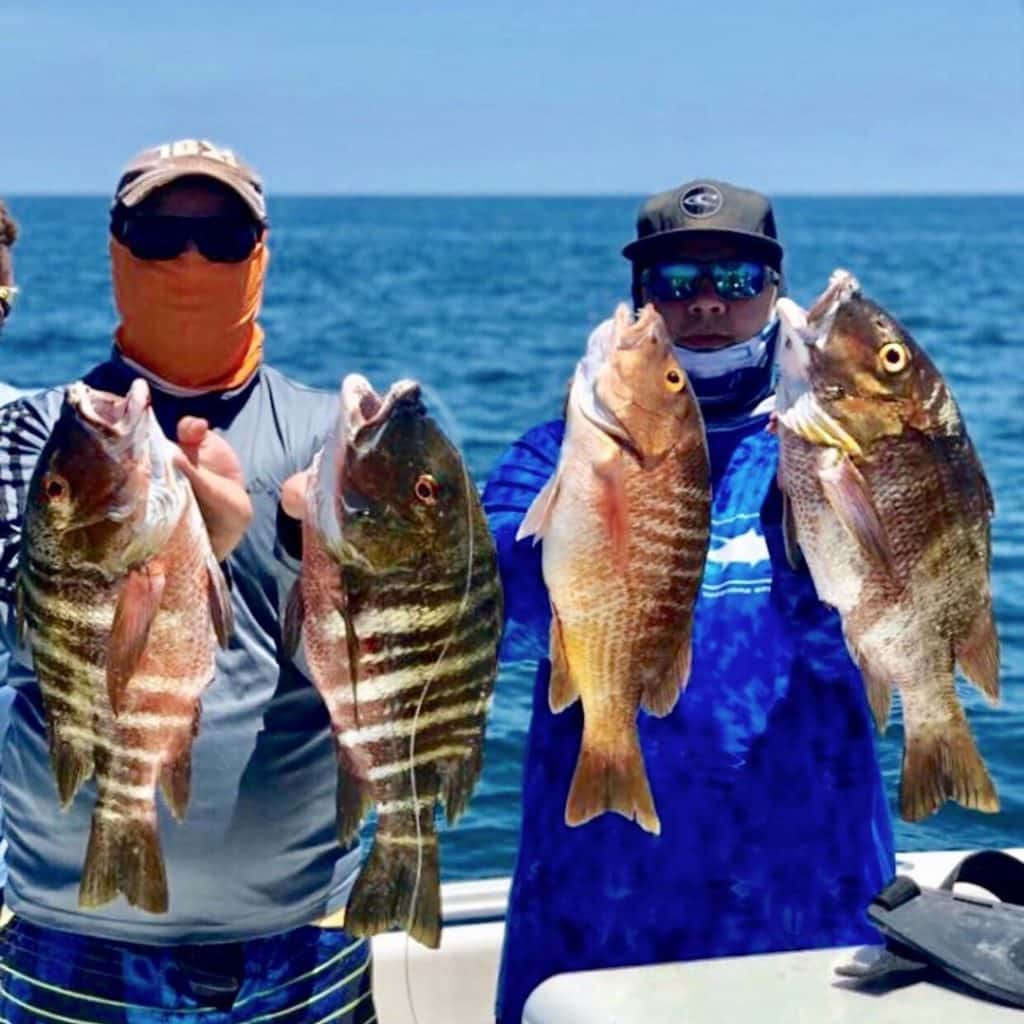 Groupers in Tamarindo